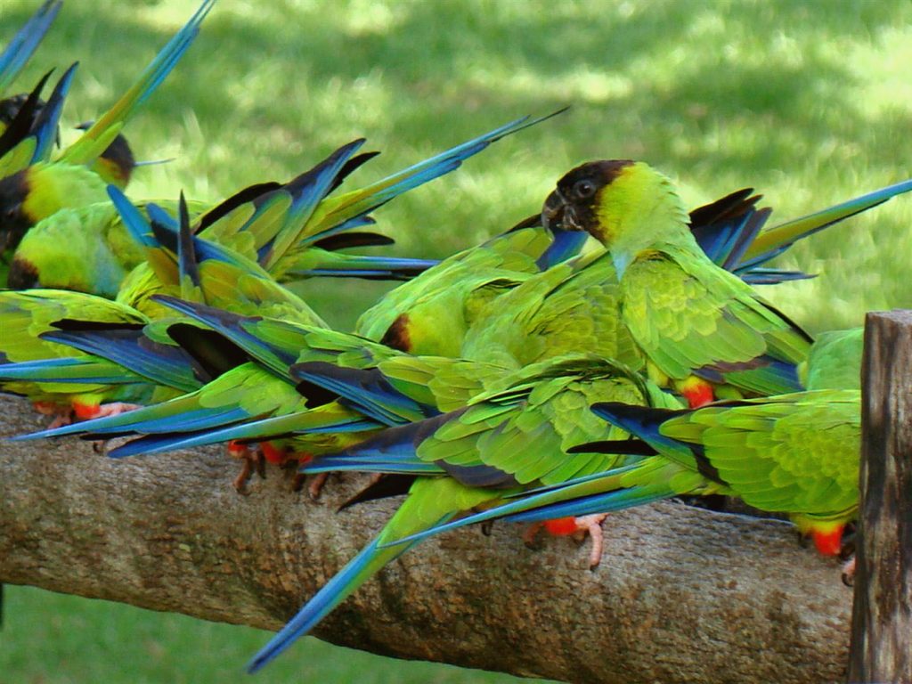 viagem-bonito-e-pantanal-264