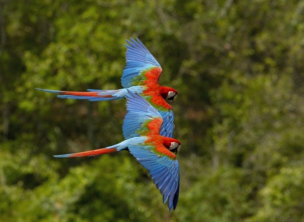 amazo%cc%82nia-foto-midia-independente-1024x748